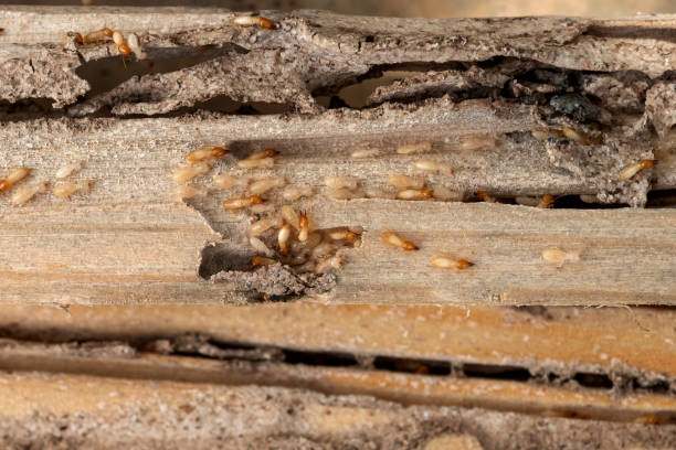 Best Mosquito Control Services  in Aspen, CO